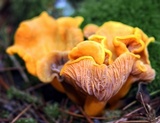 Cantharellus ignicolor image