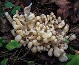 Sebacina sparassoidea image