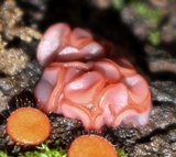 Ascocoryne sarcoides image