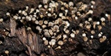 Phleogena faginea image