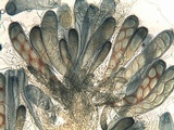 Trapelia glebulosa image