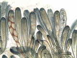 Trapelia glebulosa image