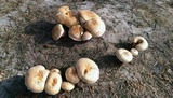 Hemipholiota populnea image
