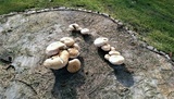 Hemipholiota populnea image