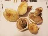 Hemipholiota populnea image