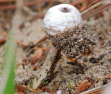 Tulostoma beccarianum image