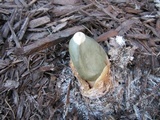 Phallus ravenelii image