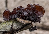 Exidia recisa image
