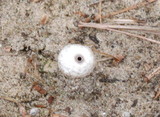 Tulostoma beccarianum image