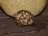 Geopora cooperi image