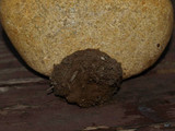 Geopora cooperi image
