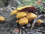 Cortinarius semisanguineus image