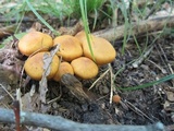 Cortinarius semisanguineus image