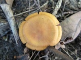 Cortinarius semisanguineus image