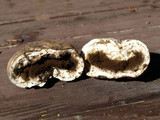 Gastropila fumosa image
