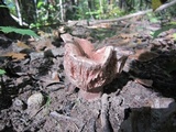 Hygrophorus russula image