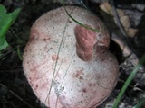Hygrophorus russula image