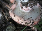 Hygrophorus russula image