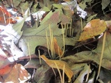 Macrotyphula juncea image