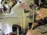 Macrotyphula juncea image