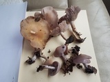 Lepista sordida image