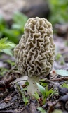 Morchella americana image
