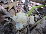 Helvellosebacina concrescens image