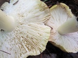 Tricholoma sejunctum image