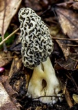 Morchella americana image