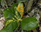 Allodus podophylli image