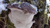 Phellinus igniarius image