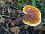 Ganoderma curtisii image