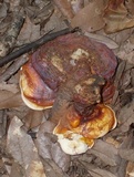 Ganoderma curtisii image