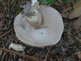 Tylopilus rhoadsiae image