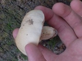 Tylopilus rhoadsiae image