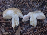 Tylopilus rhoadsiae image