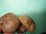 Tylopilus plumbeoviolaceus image