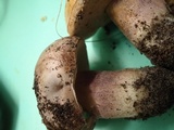 Tylopilus plumbeoviolaceus image