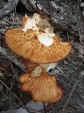 Polyporus tuberaster image
