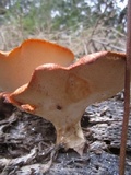 Polyporus tuberaster image