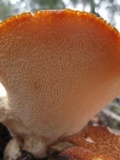 Polyporus tuberaster image