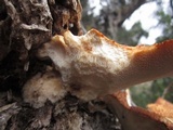 Polyporus tuberaster image