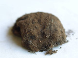 Geopora cooperi image