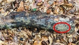 Exidiopsis galzinii image