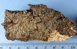 Exidiopsis galzinii image