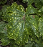 Allodus podophylli image