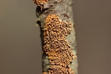 Hydnoporia olivacea image