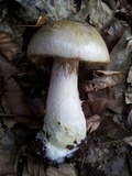 Hebeloma radicosum image