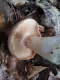 Hebeloma radicosum image