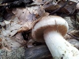 Hebeloma radicosum image